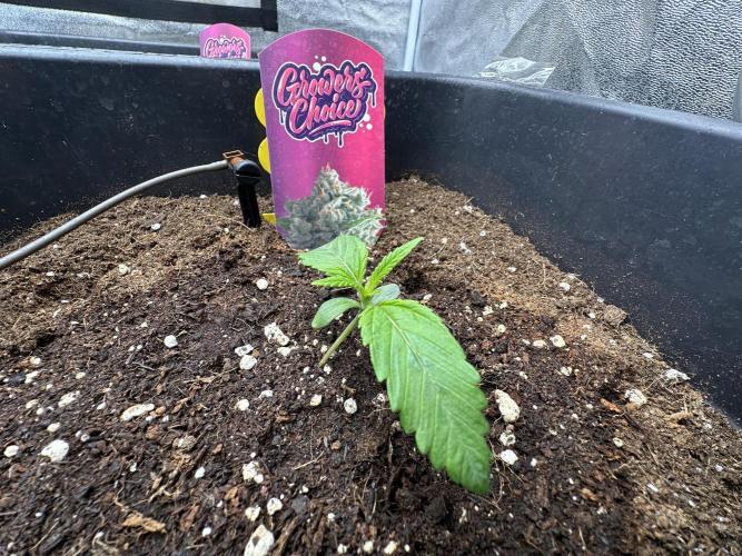 Crazy Platinum Marker. Week 2