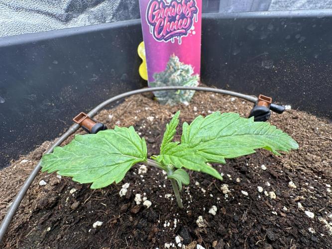 Crazy Platinum Marker. Week 2