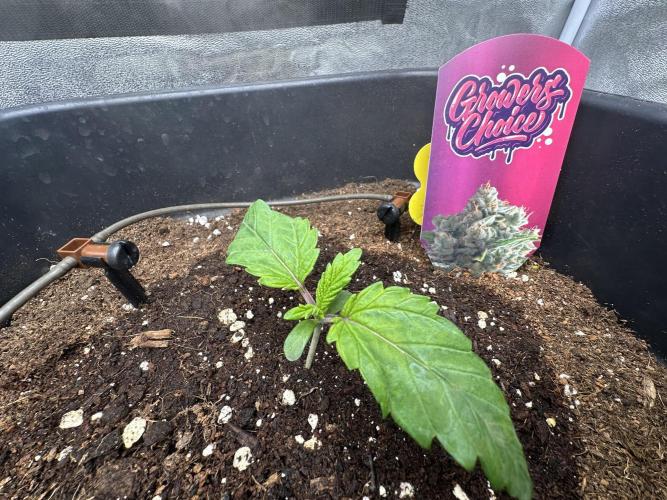 Crazy Platinum Marker. Week 2