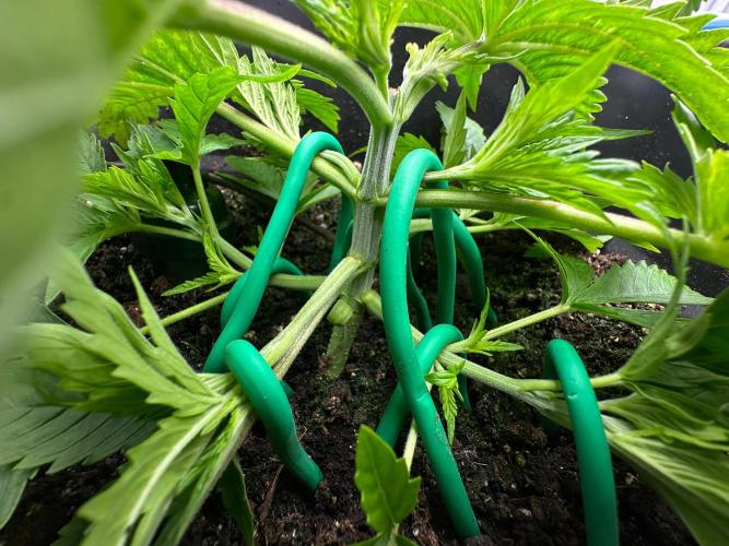 Blue Tropicana Milk. Week 3