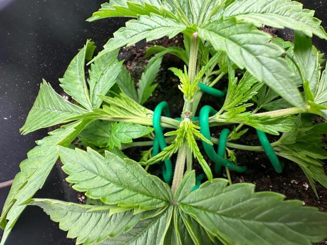 Blue Tropicana Milk. Week 3