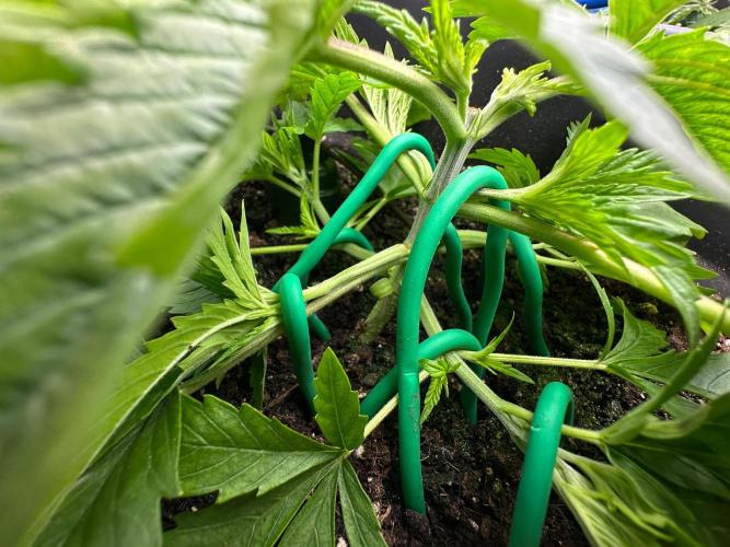 Blue Tropicana Milk. Week 3