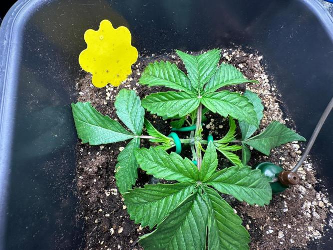 Blue Tropicana Milk. Week 3