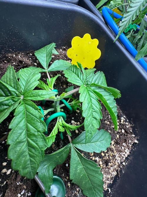 Blue Tropicana Milk. Week 3