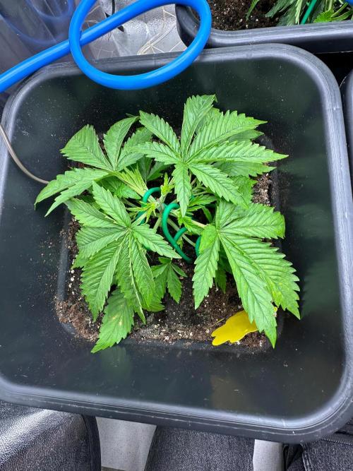 Blue Tropicana Milk. Week 3