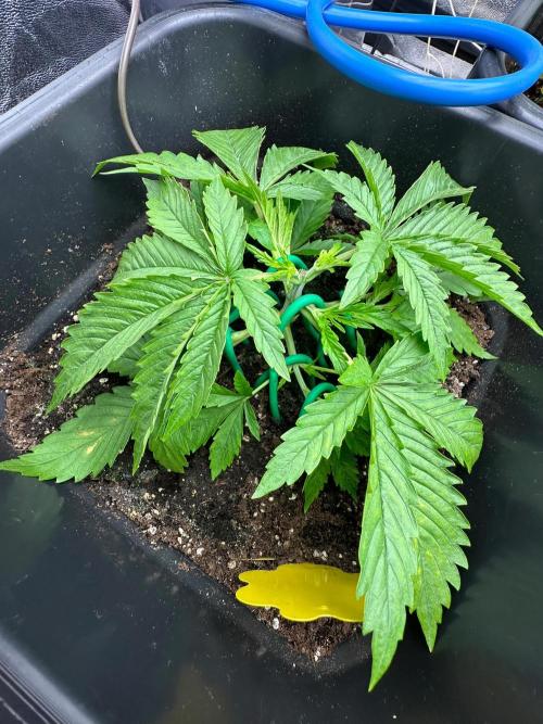 Blue Tropicana Milk. Week 3