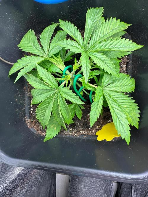 Blue Tropicana Milk. Week 3