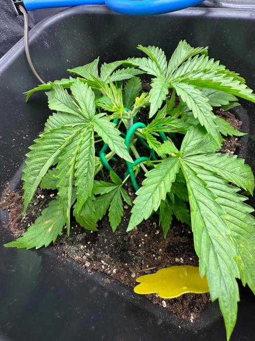 Blue Tropicana Milk. Week 3