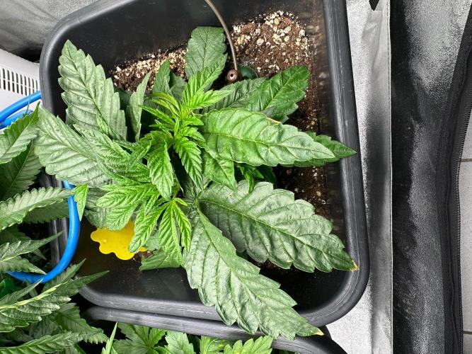 Blue Tropicana Milk. Week 3 - Blue Zushi