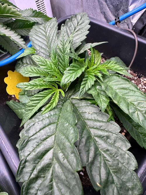 Blue Tropicana Milk. Week 3 - Blue Zushi