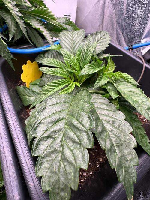 Blue Tropicana Milk. Week 3 - Blue Zushi