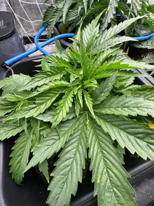 Blue Tropicana Milk. Week 3 - F1 Tropicana Cherry