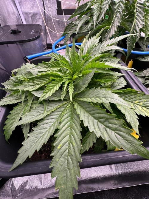 Blue Tropicana Milk. Week 3 - F1 Tropicana Cherry