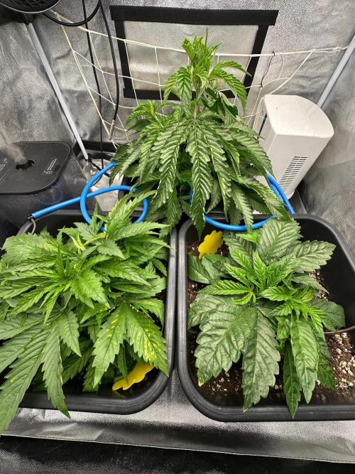 Blue Tropicana Milk. Week 3 - Purple Milk in the back