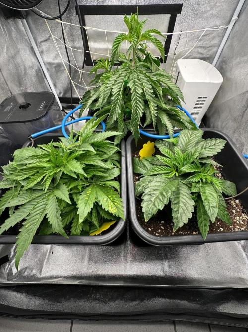 Blue Tropicana Milk. Week 3 - Purple Milk in the back