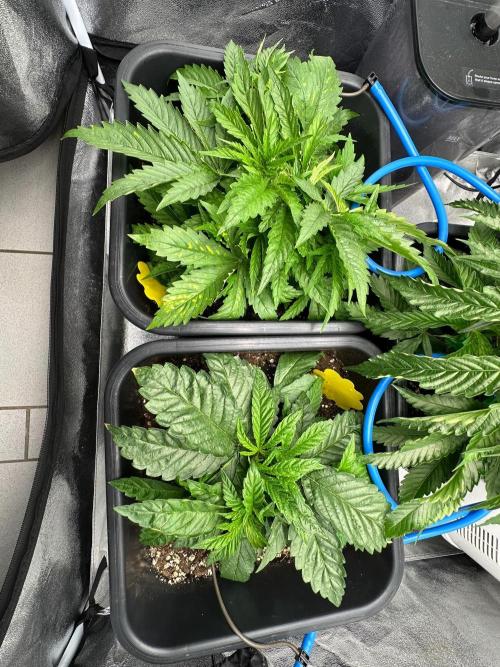 Blue Tropicana Milk. Week 3