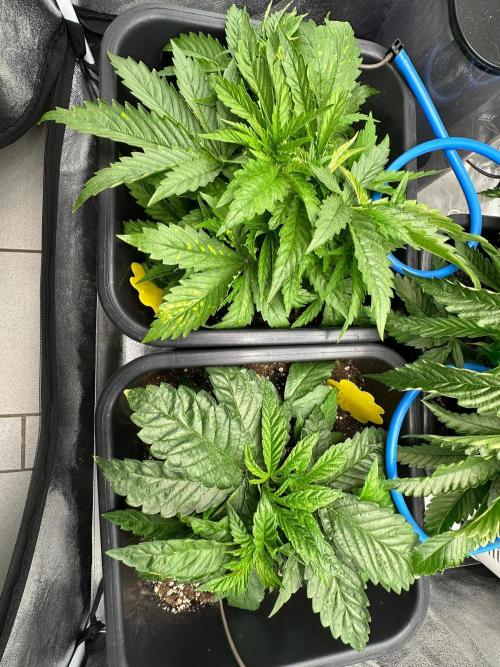 Blue Tropicana Milk. Week 3