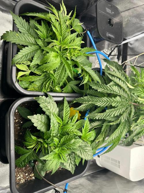 Blue Tropicana Milk. Week 4