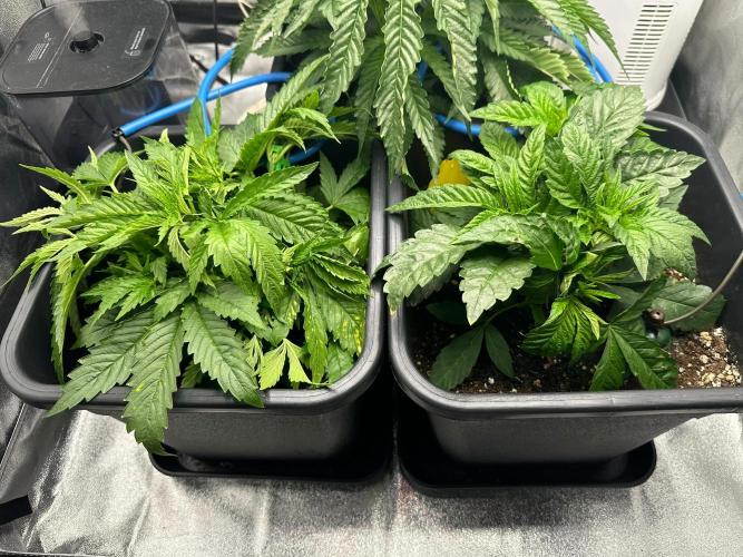 Blue Tropicana Milk. Week 4