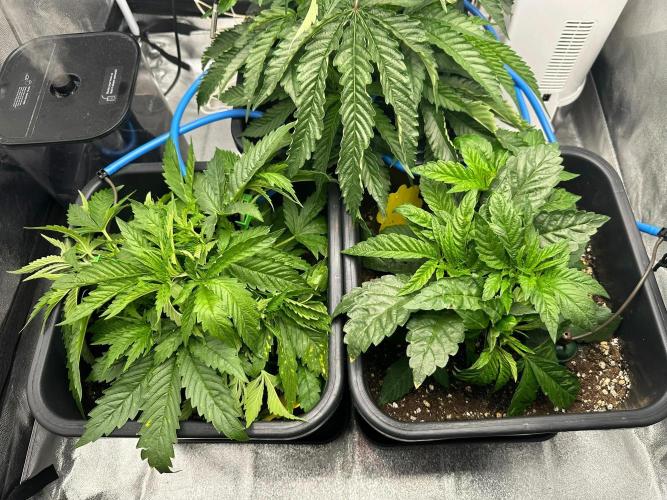 Blue Tropicana Milk. Week 4