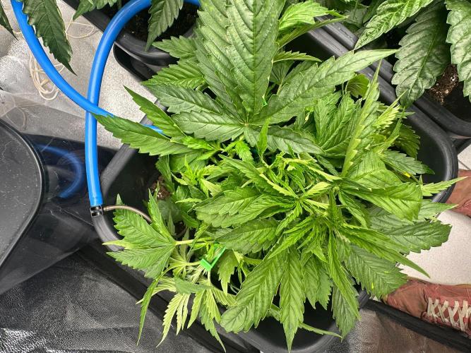 Blue Tropicana Milk. Week 4 - F1 Tropicana Cherry