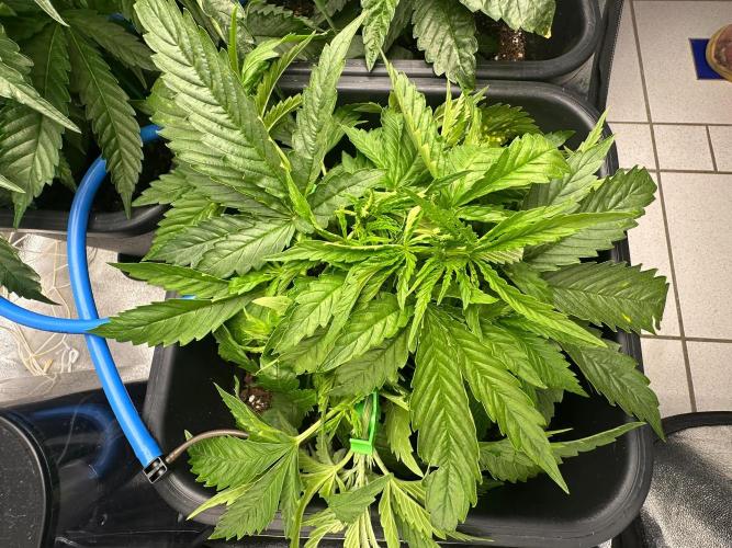 Blue Tropicana Milk. Week 4 - F1 Tropicana Cherry