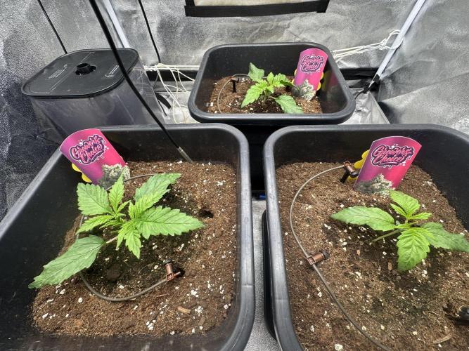 Crazy Platinum Marker. Week 2