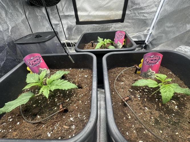 Crazy Platinum Marker. Week 2