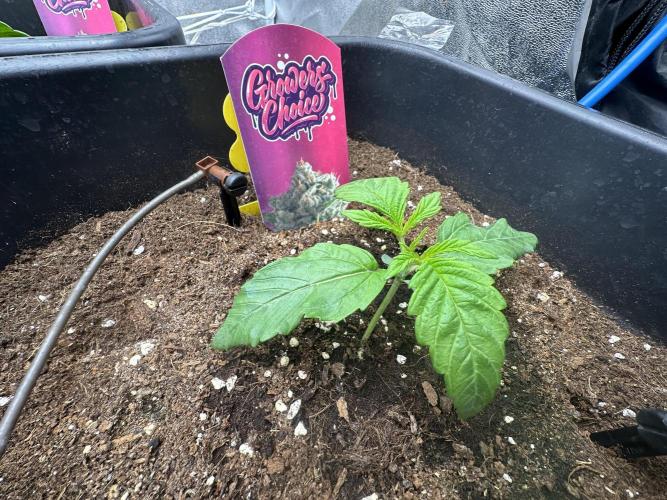 Crazy Platinum Marker. Week 2