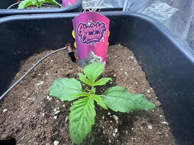 Crazy Platinum Marker. Week 2