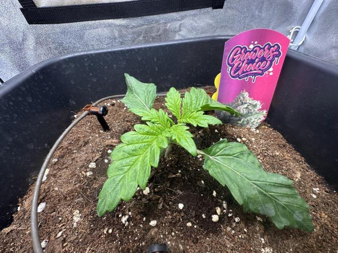 Crazy Platinum Marker. Week 2