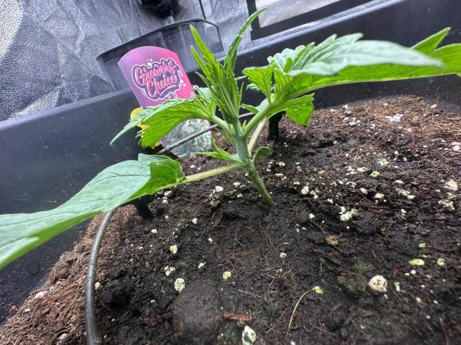 Crazy Platinum Marker. Week 2 - Permanent Whitemarker before FiM