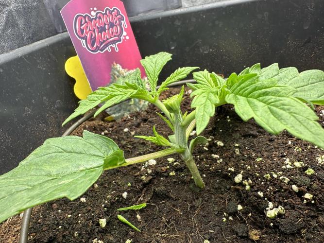 Crazy Platinum Marker. Week 2 - Permanent Whitemarker after FiM