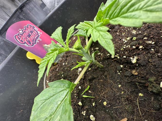 Crazy Platinum Marker. Week 2 - Permanent Whitemarker after FiM