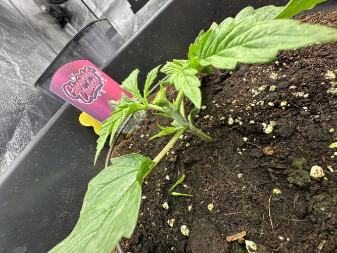 Crazy Platinum Marker. Week 2 - Permanent Whitemarker after FiM