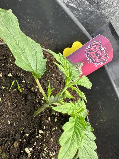 Crazy Platinum Marker. Week 2 - Permanent Whitemarker after FiM