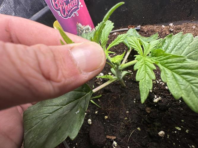 Crazy Platinum Marker. Week 2 - Permanent Whitemarker after FiM