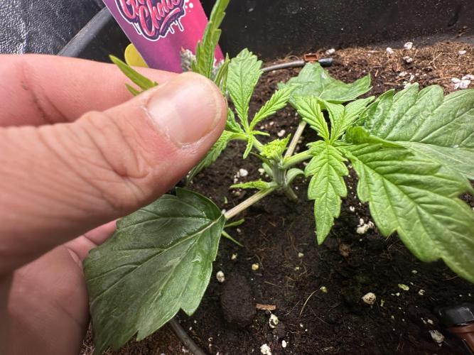 Crazy Platinum Marker. Week 2 - Permanent Whitemarker after FiM