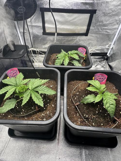 Crazy Platinum Marker. Week 3