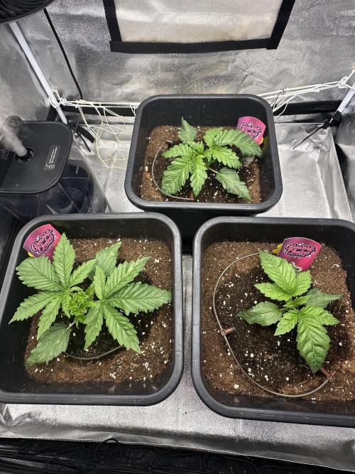 Crazy Platinum Marker. Week 3