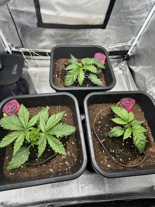 Crazy Platinum Marker. Week 3