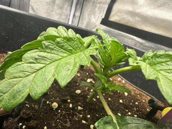 Crazy Platinum Marker. Week 3