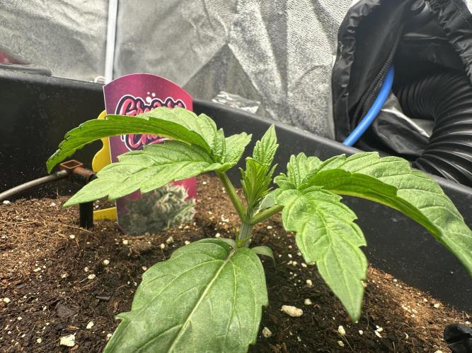 Crazy Platinum Marker. Week 3