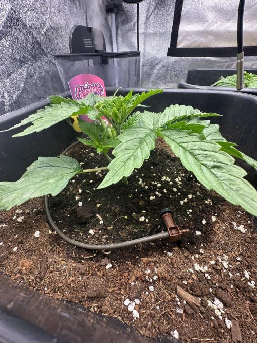 Crazy Platinum Marker. Week 3