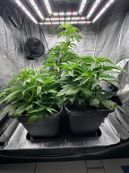 Blue Tropicana Milk. Week 4