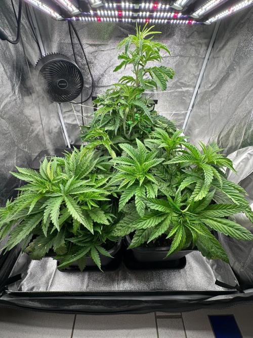 Blue Tropicana Milk. Week 4
