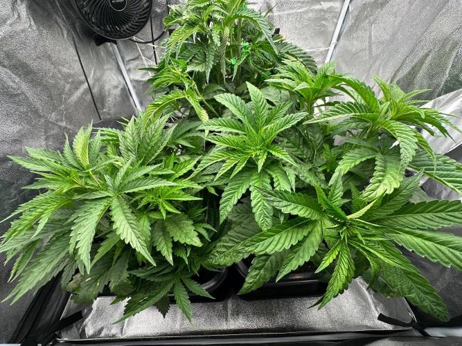 Blue Tropicana Milk. Week 4