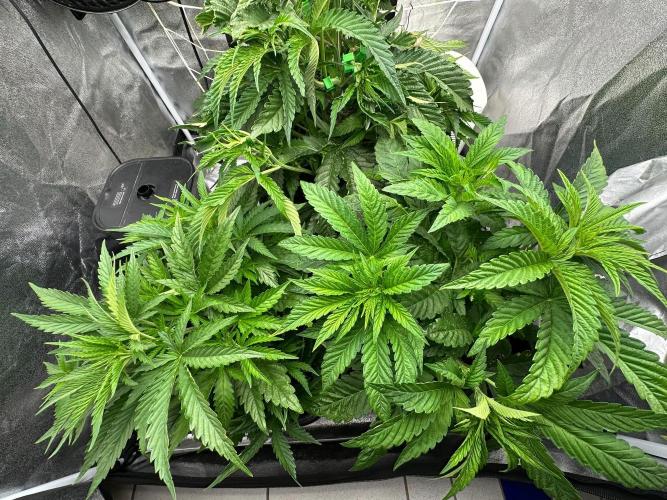 Blue Tropicana Milk. Week 4