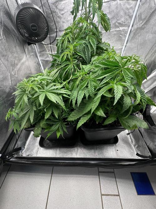 Blue Tropicana Milk. Week 4