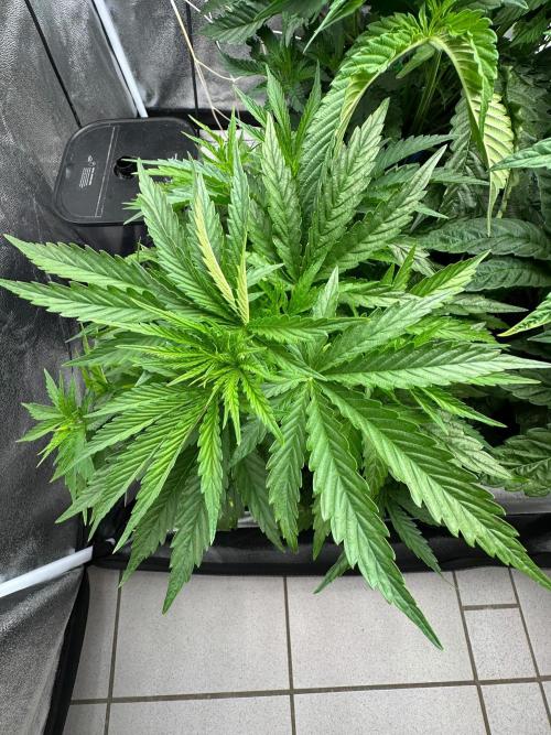 Blue Tropicana Milk. Week 4 - F1 Tropicana Cherry